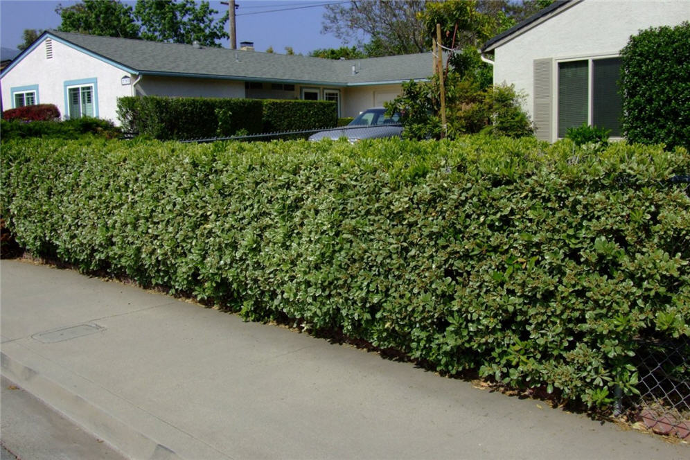 Hedge Along Sidewalk