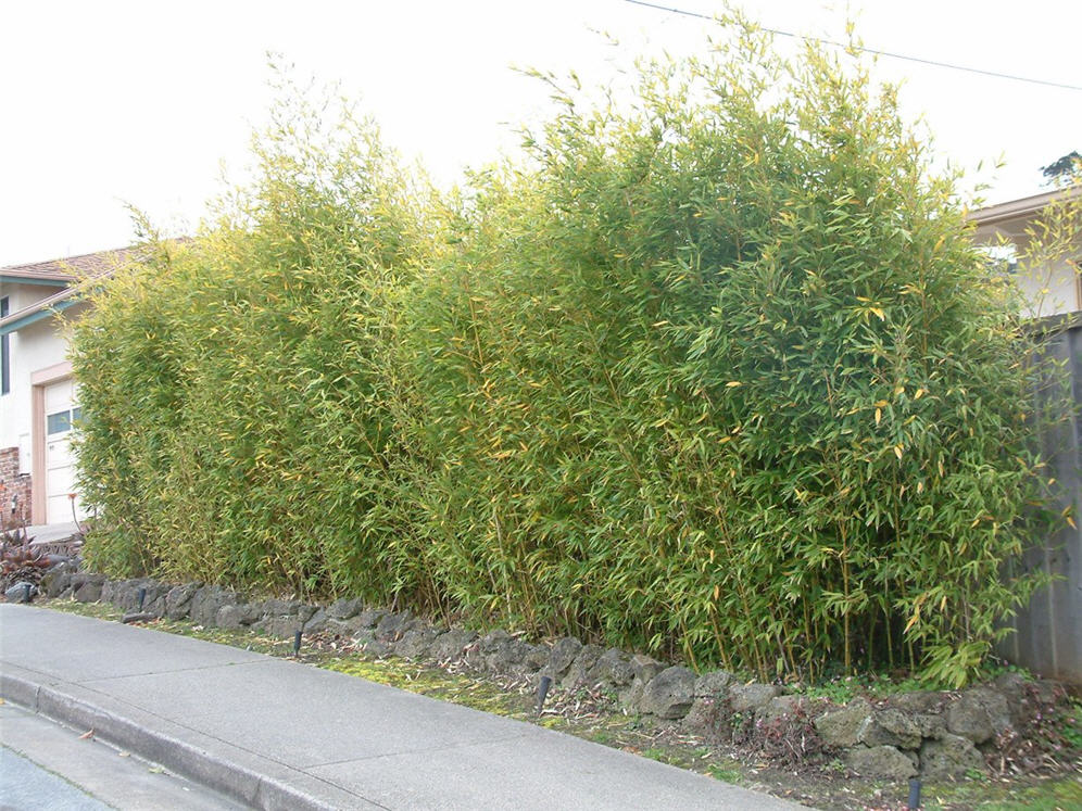 Bamboo Barrier