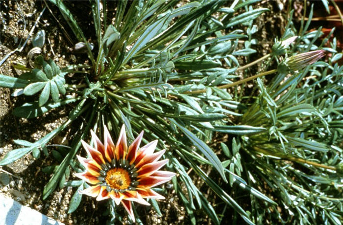 Plant photo of: Gazania trailing 'Sunburst'
