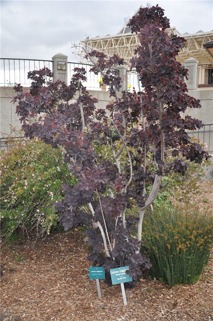 Plant photo of: Cotinus coggygria 'Royal Purple'