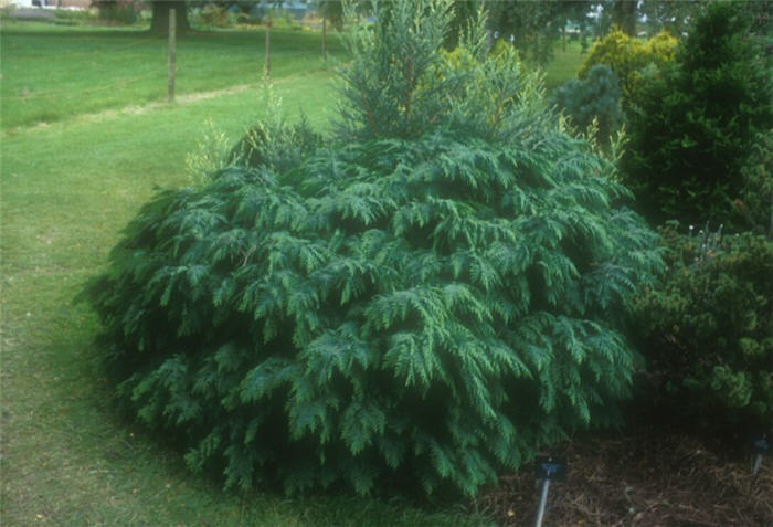 Plant photo of: Juniperus conferta 'Blue Pacific'
