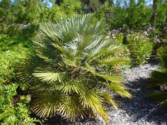 Mediterranean Fan  palm