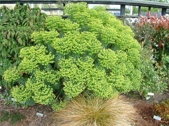 Plant photo of: Euphorbia characias wulfenii