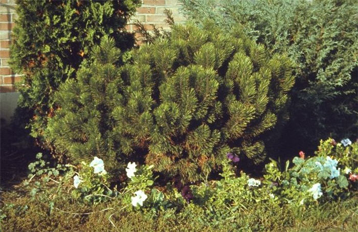 Plant photo of: Pinus mugo