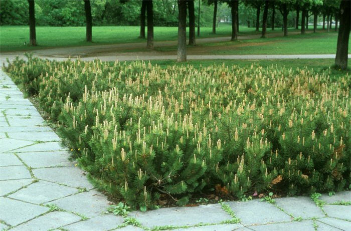 Plant photo of: Pinus mugo  uncinata