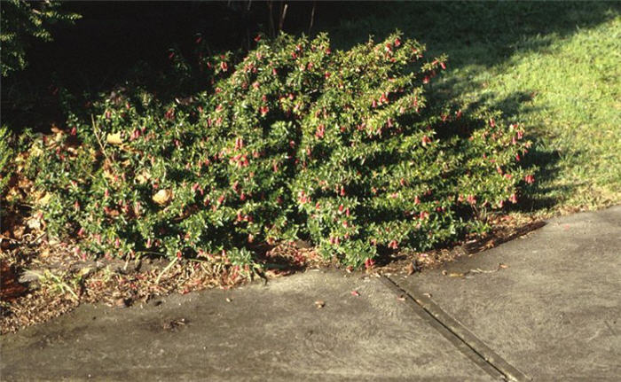 Plant photo of: Echeveria X 'Imbricata'