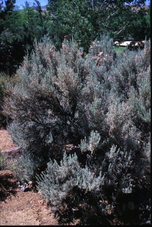 Plant photo of: Artemisia tridentata