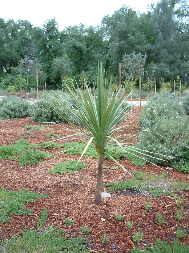 Plant photo of: Cordyline australis