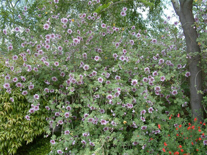 Plant photo of: Lavatera maritima