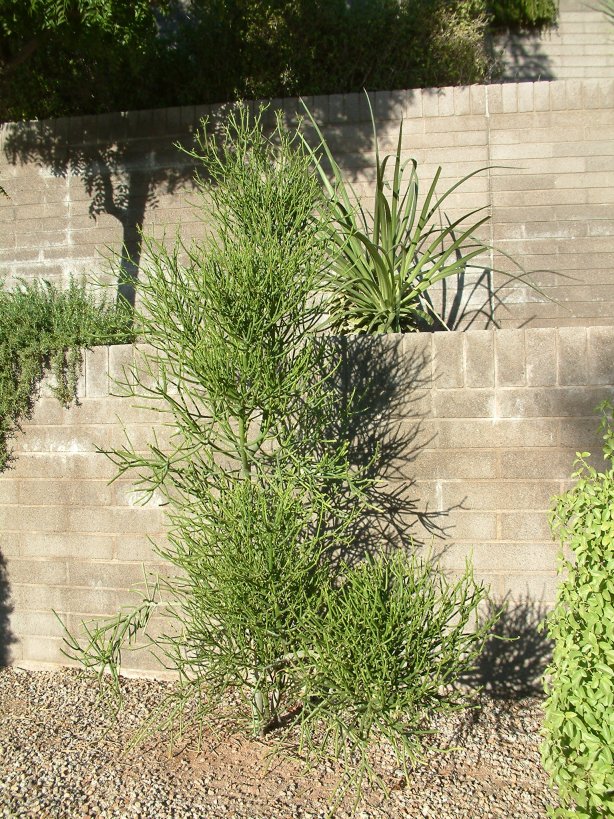 Euphorbia tirucalli