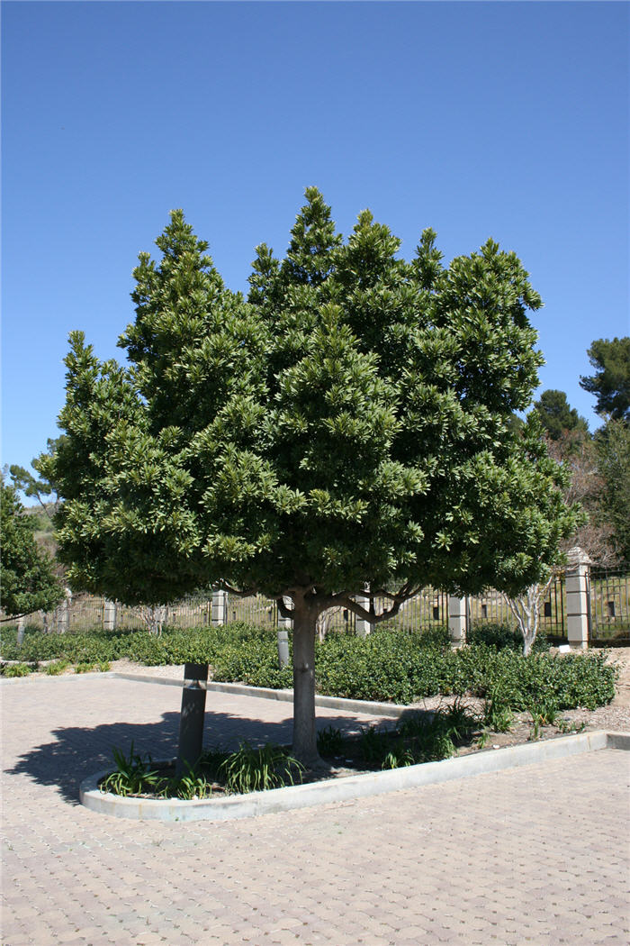 Plant photo of: Elaeocarpus decipiens