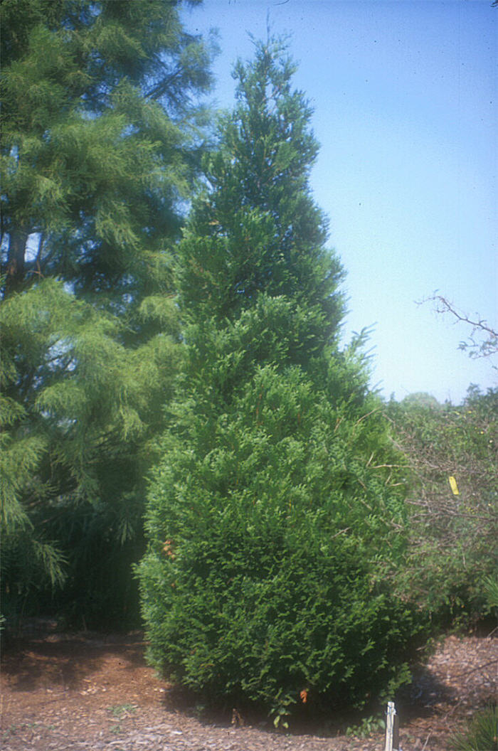 Plant photo of: Thuja X plicata 'Green Giant'