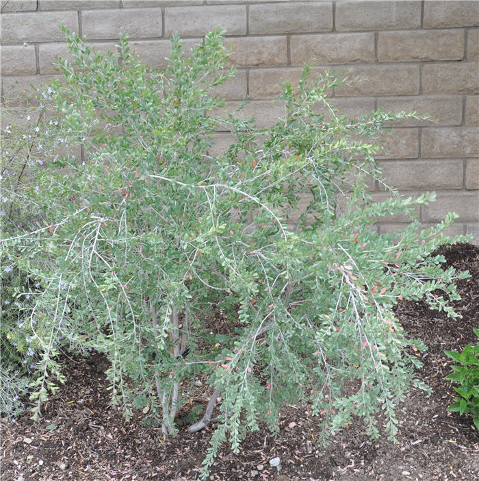 Plant photo of: Leptospermum laevigatum