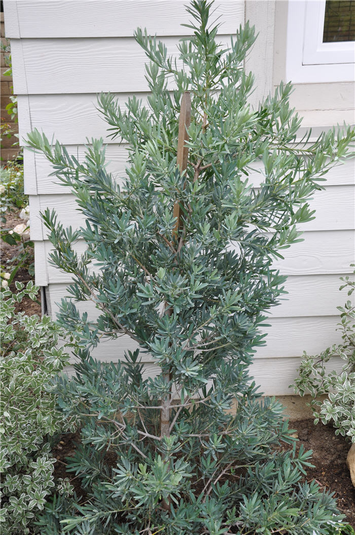 Plant photo of: Podocarpus elongatus Icee Blue