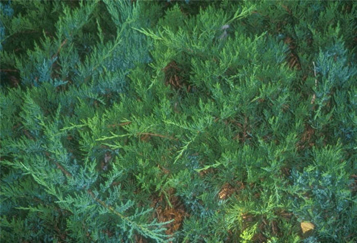 Plant photo of: Juniperus sabina 'Broadmoor'