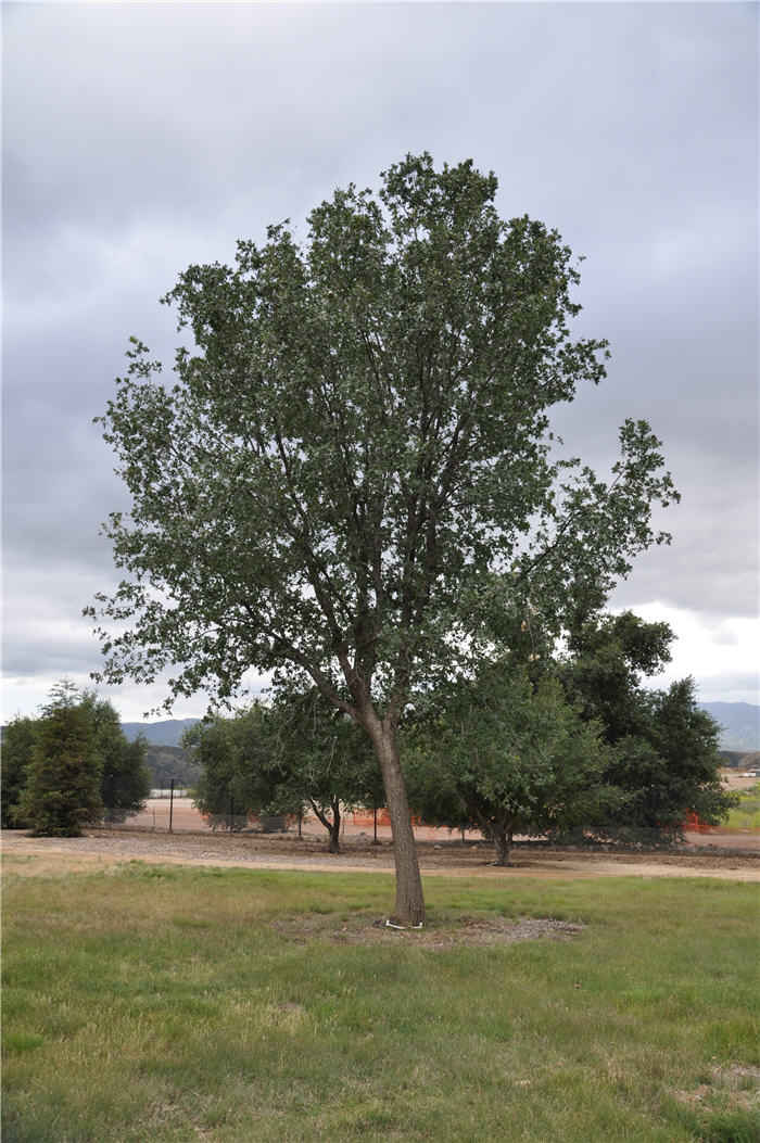 California Black Oak
