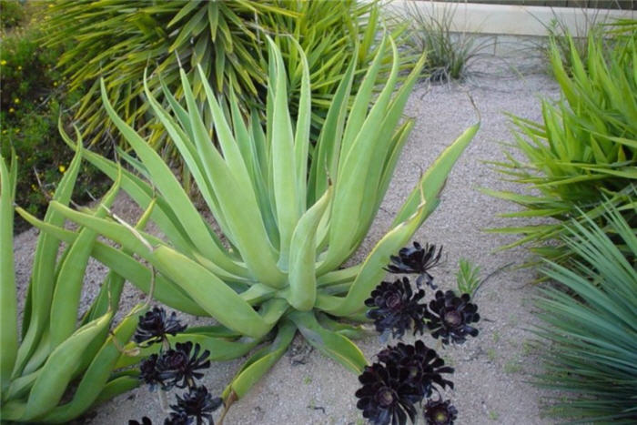 Octopus or Midas Agave