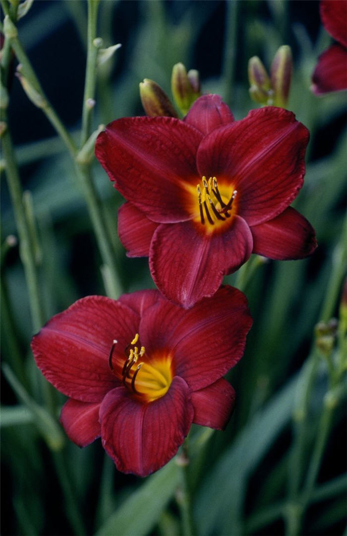 Plant photo of: Hemerocallis 'Frankly Scarlet'