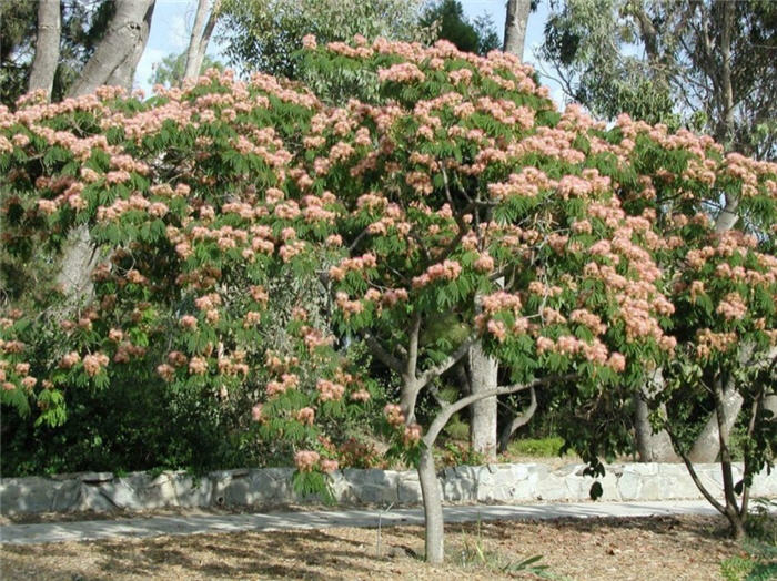 Silk Tree, Mimosa Tree