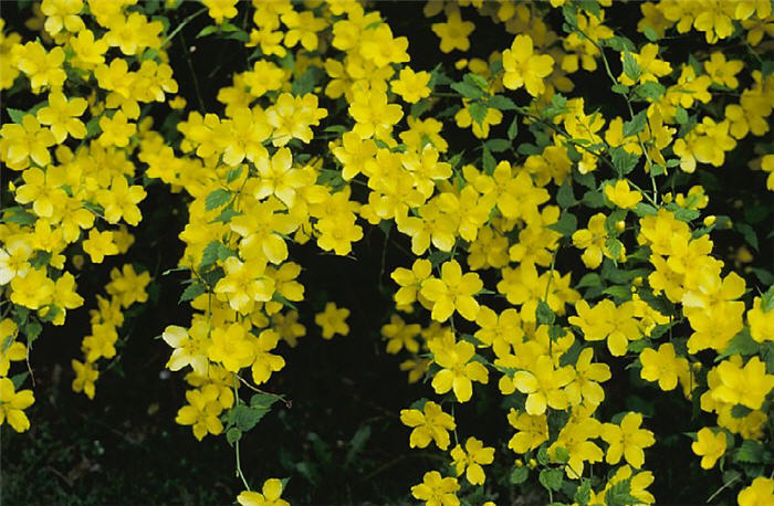 Plant photo of: Kerria japonica