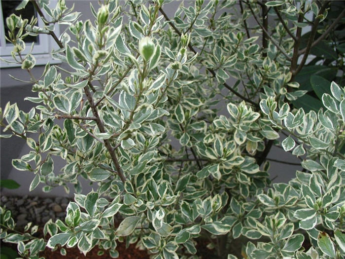 Plant photo of: Rhamnus alaternus 'Variegata'