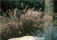 Eaton Canyon Dwarf Fountain Grass
