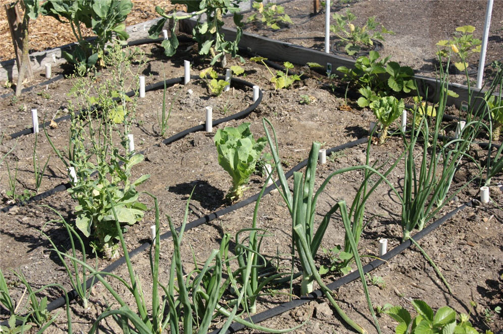 Community Garden 5