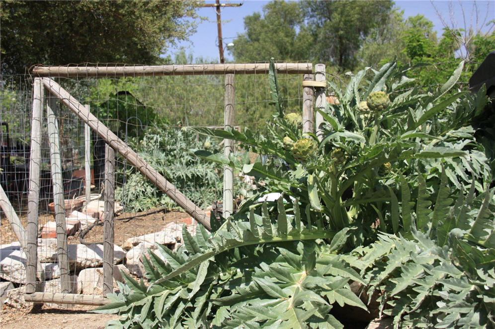 Big Artichoke Hearts