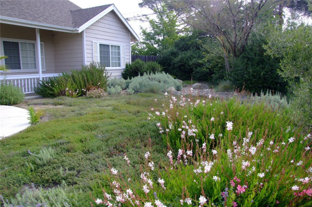 Meadow Front Yard