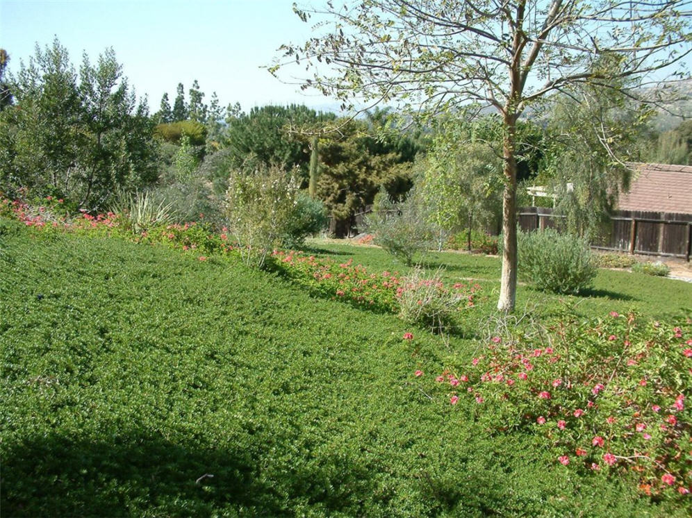 Green Hillside