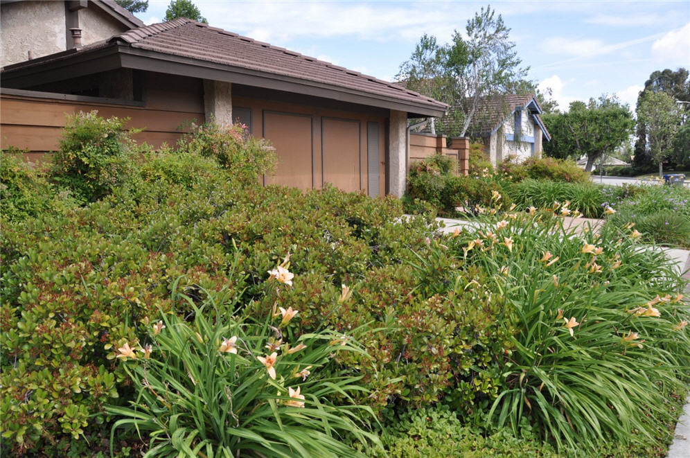 Daylily Garden