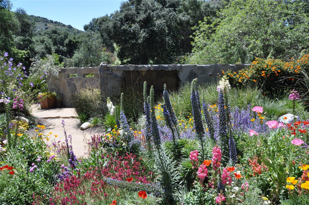 Echium and Friends