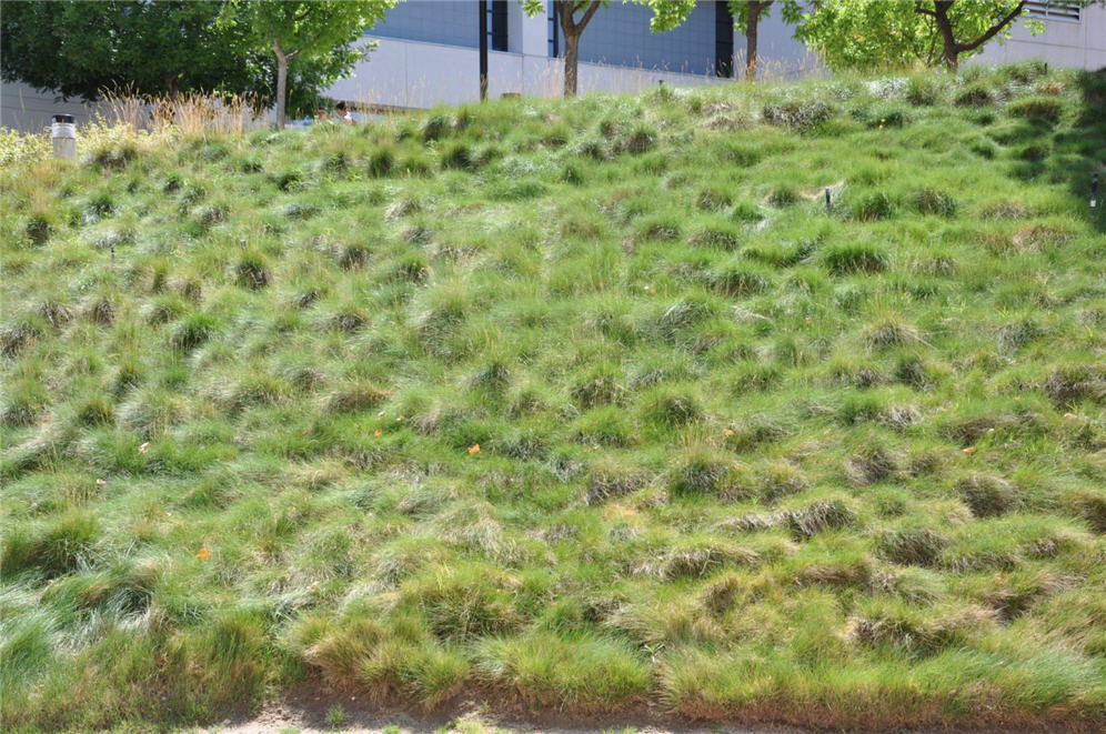 Grass Hillside