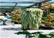 Donkey Tail, Burro Tail