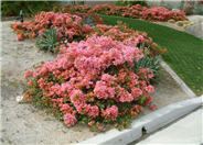 Bougainvillea, Rosenka