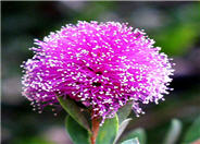 Pink Melaleuca