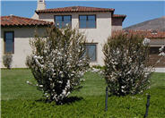 White Flowering Tea Tree