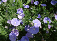 Dwarf Morning Glory