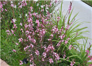 Whirling Butterflies White Gaura