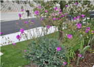 Rock Purslane