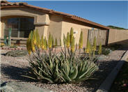 Aloe Vera or Medicinal Aloe