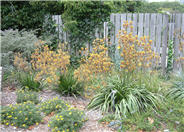 Kangaroo Paws, Green