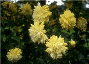 Climbing Rose, Golden Showers