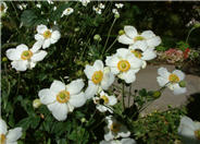 Japanese Anemone