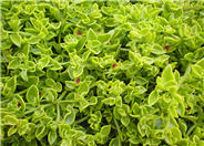 Red Apple Aptenia (Ice Plant)