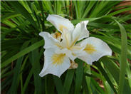 Iris 'Canyon Snow'