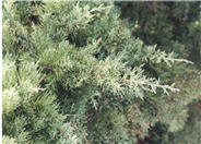 Blue Pfitzer Juniper