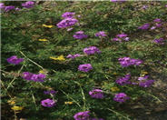 Moss Verbena