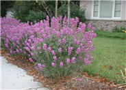 Bowles Mauve Wallflower