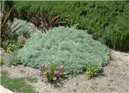 Powis Castle Artemisia